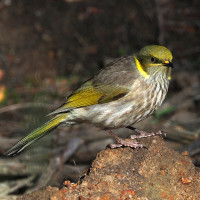Yellow-plumed Honeyeater